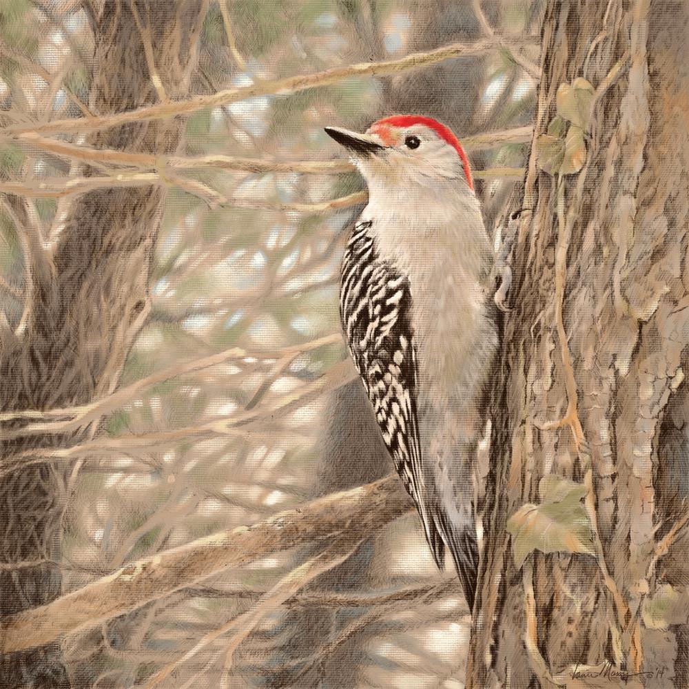 RedBellied Woodpecker